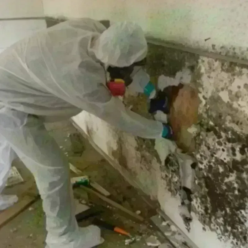 Mold Remediation and Removal in Sealy, TX